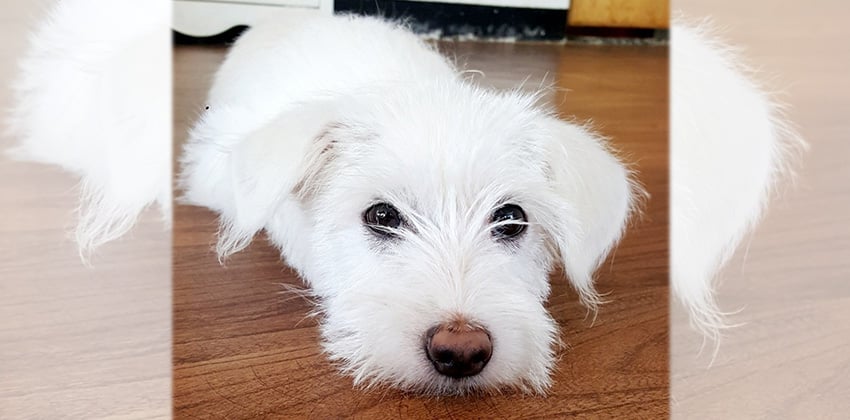 Crystal is a Small Female White terrier mix Korean rescue dog