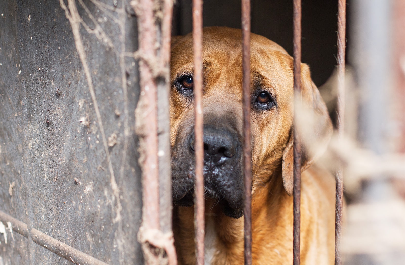 A Dog Farm In Korea