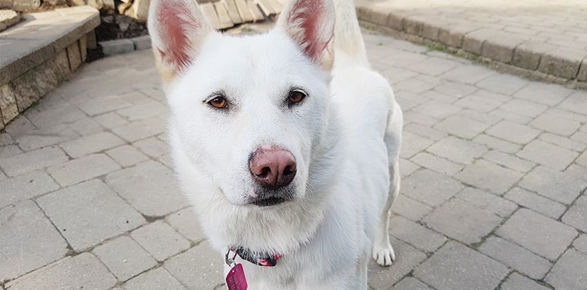 Danpoong is a Large Female Jindo Korean rescue dog