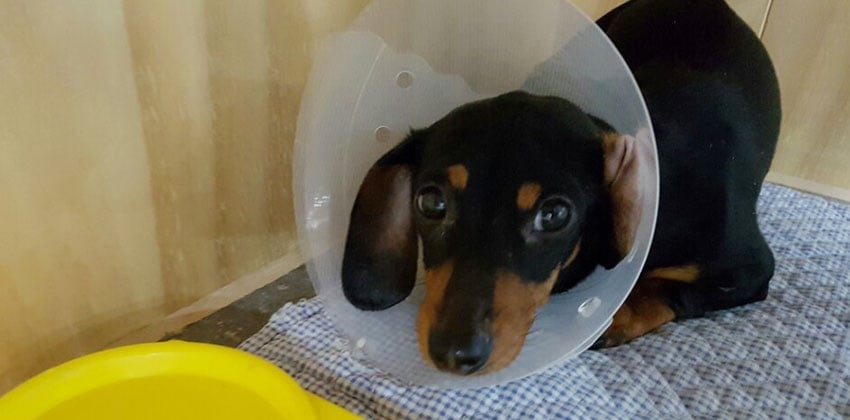 Dac-soon is a Small Female Dachshund mix Korean rescue dog