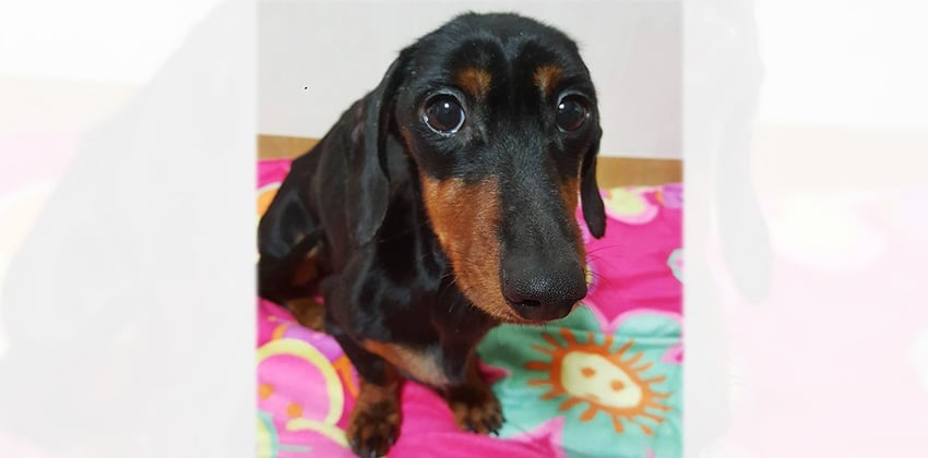 Dacsoon is a Small Female Dachshund Korean rescue dog