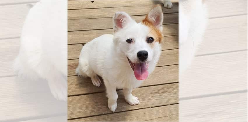 Daechoo is a Small Male Mixed Korean rescue dog