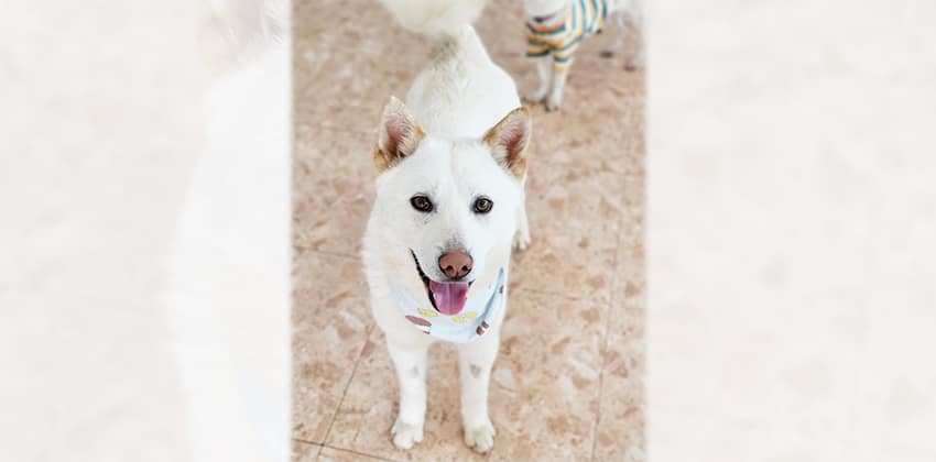 Daehan is a Medium Male Shiba Inu mix Korean rescue dog