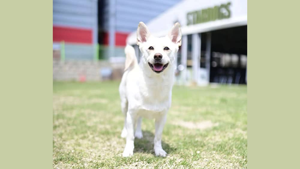 Daehwa is a Medium Female Jindo mix Korean rescue dog