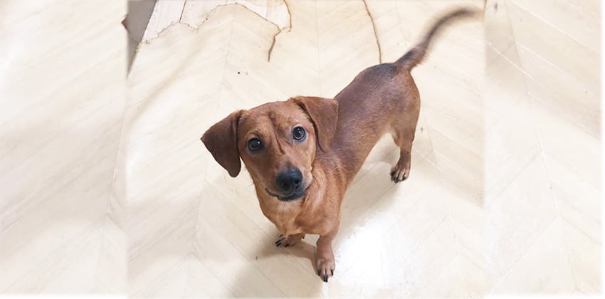 Daeshik is a Medium Male Dachshund mix Korean rescue dog