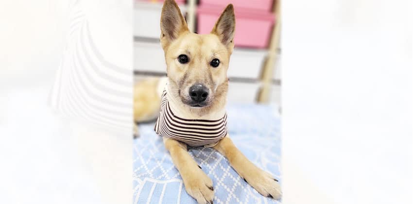 Daeun is a Medium Female Shiba Inu mix Korean rescue dog