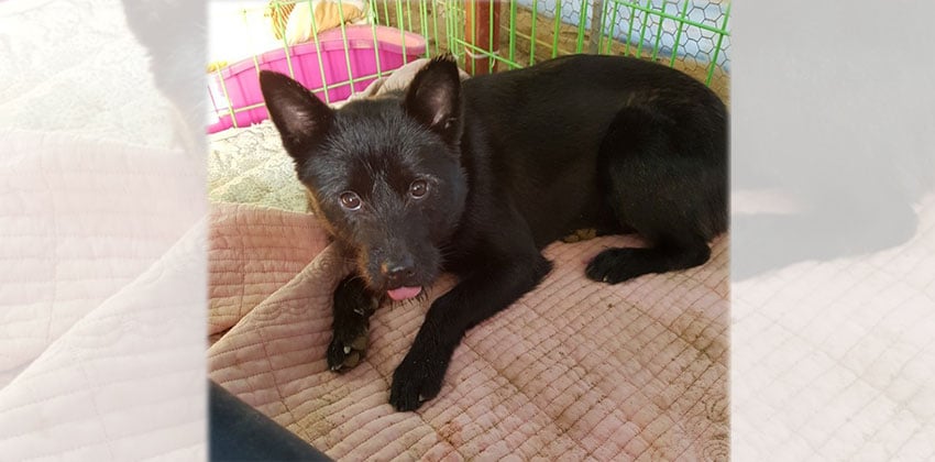 Dahae is a Medium Female Jindo mix Korean rescue dog