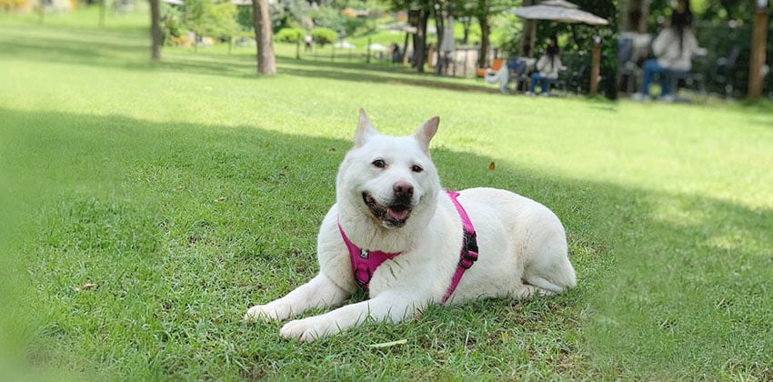 Daisie is a Medium Female Jindo mix Korean rescue dog