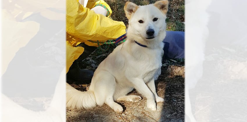 Daisy 2 is a Medium Female Jindo mix Korean rescue dog