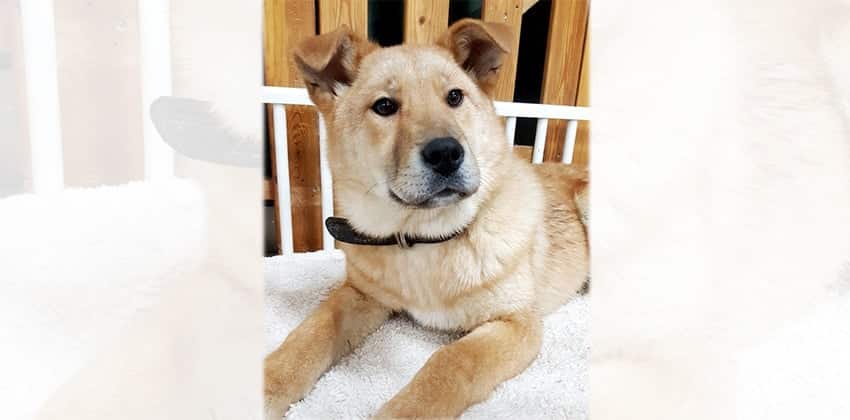 Daisy is a Medium Female Jindo Mix Korean rescue dog