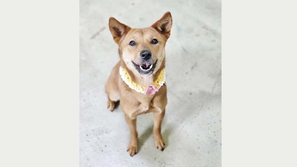 Dajung is a Medium Female Jindo mix Korean rescue dog