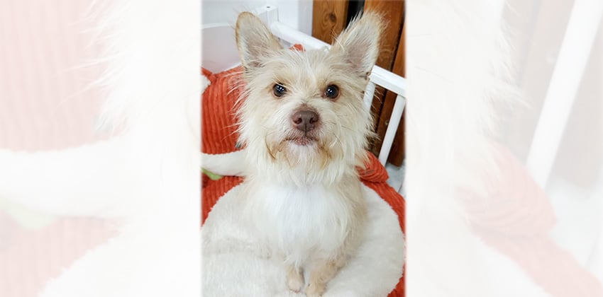 Dal is a Small Male Terrier mix Korean rescue dog