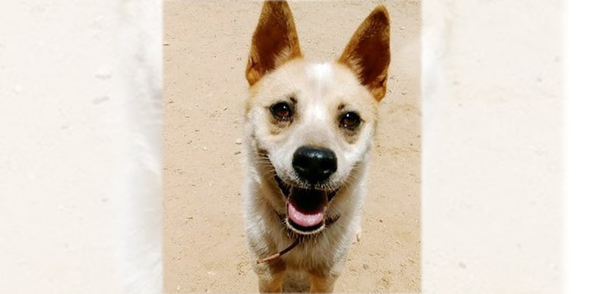 Dalbong is a Small Male Jindo mix Korean rescue dog