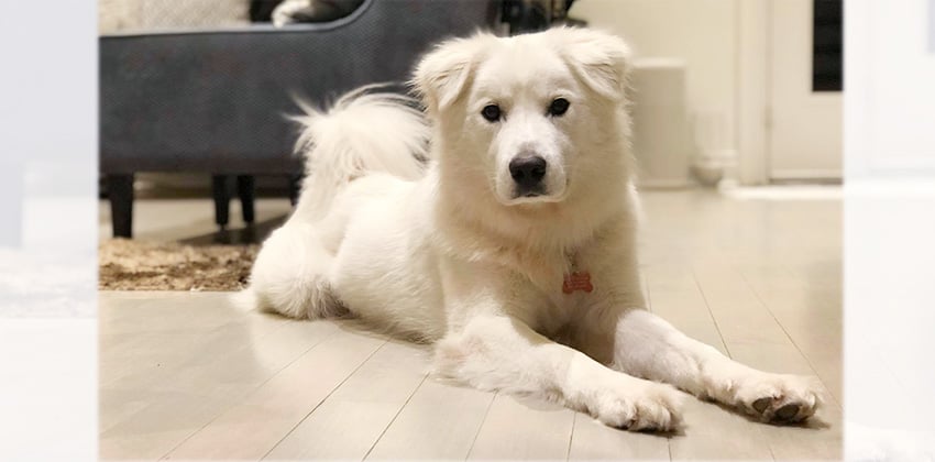 Dalgoo is a Large Male Samoyed mix Korean rescue dog
