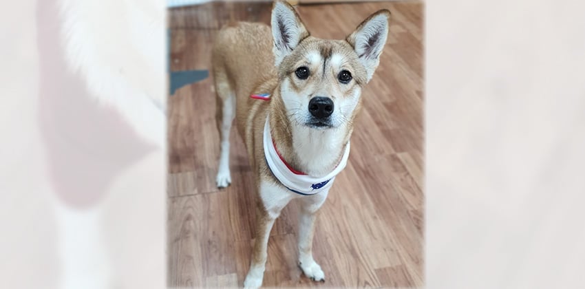 Dallae is a Medium Female Jindo mix Korean rescue dog