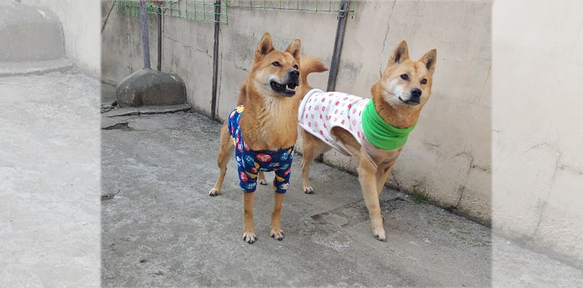 Dalong and Jaelong is a Small Female Shiba inu mix Korean rescue dog