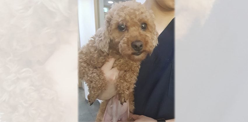 Dalae is a Small Female Poodle Korean rescue dog