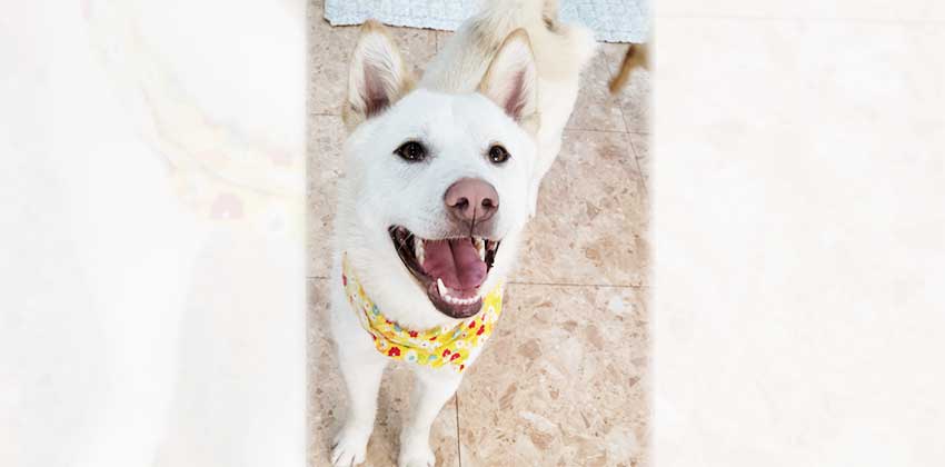 Dalsoon 2 is a Medium Female Jindo mix Korean rescue dog
