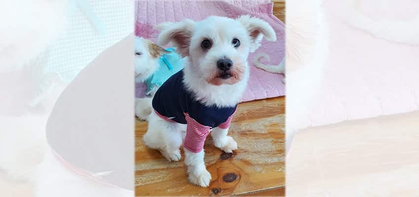 Dalyn is a Small Female Maltese mix Korean rescue dog