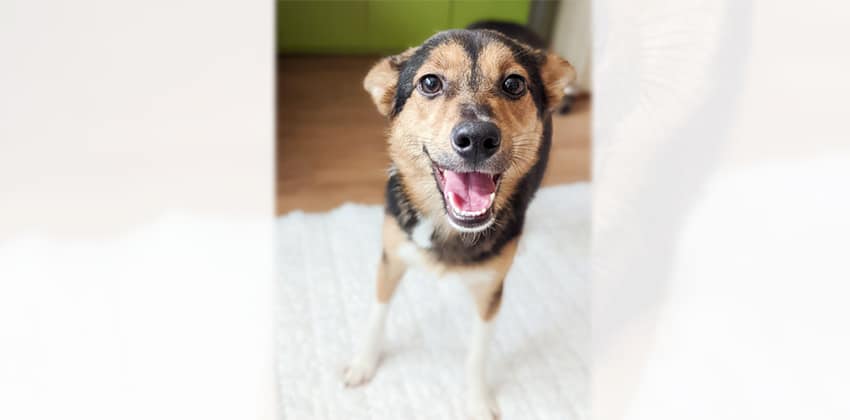 Dami is a Medium Female Mixed Korean rescue dog