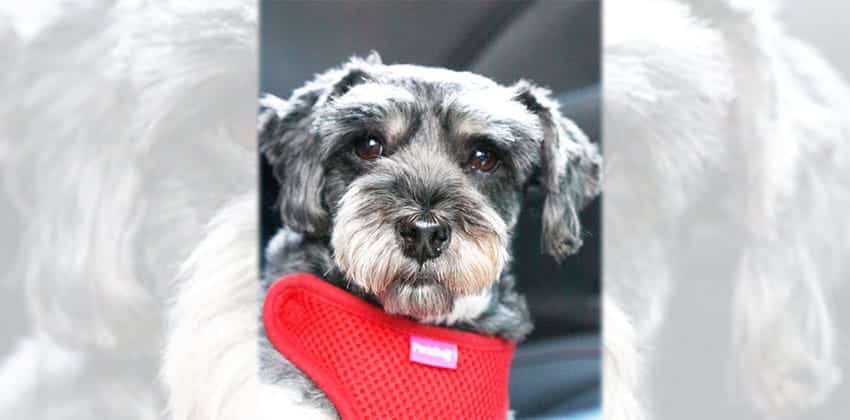 Damin is a Small Male Schnauzer Korean rescue dog