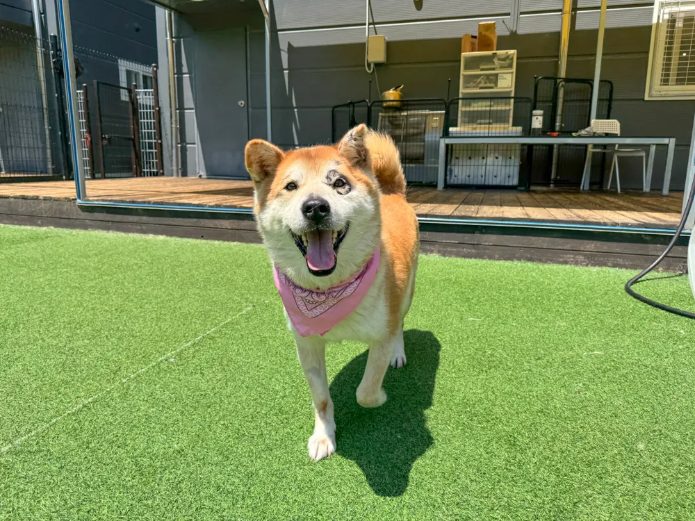 Danbi