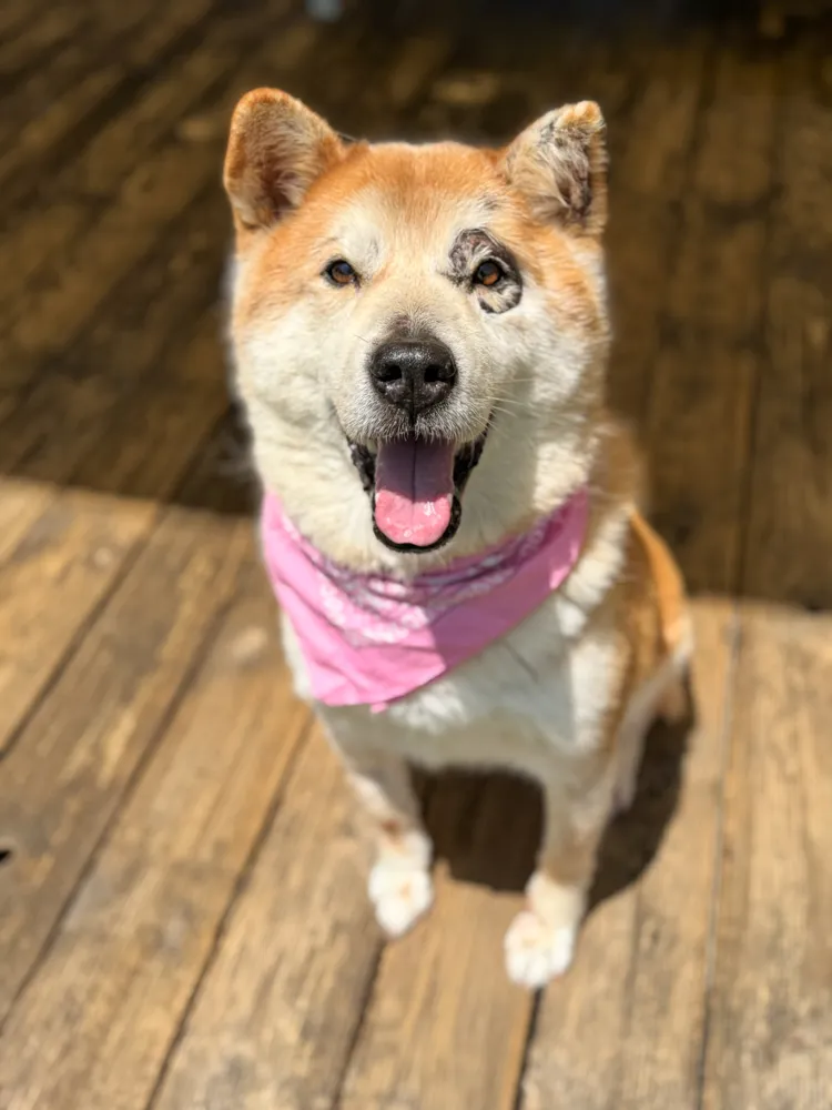 Danbi