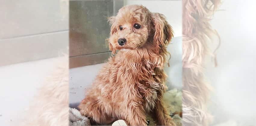 Dandelion is a Medium Female Poodle mix Korean rescue dog