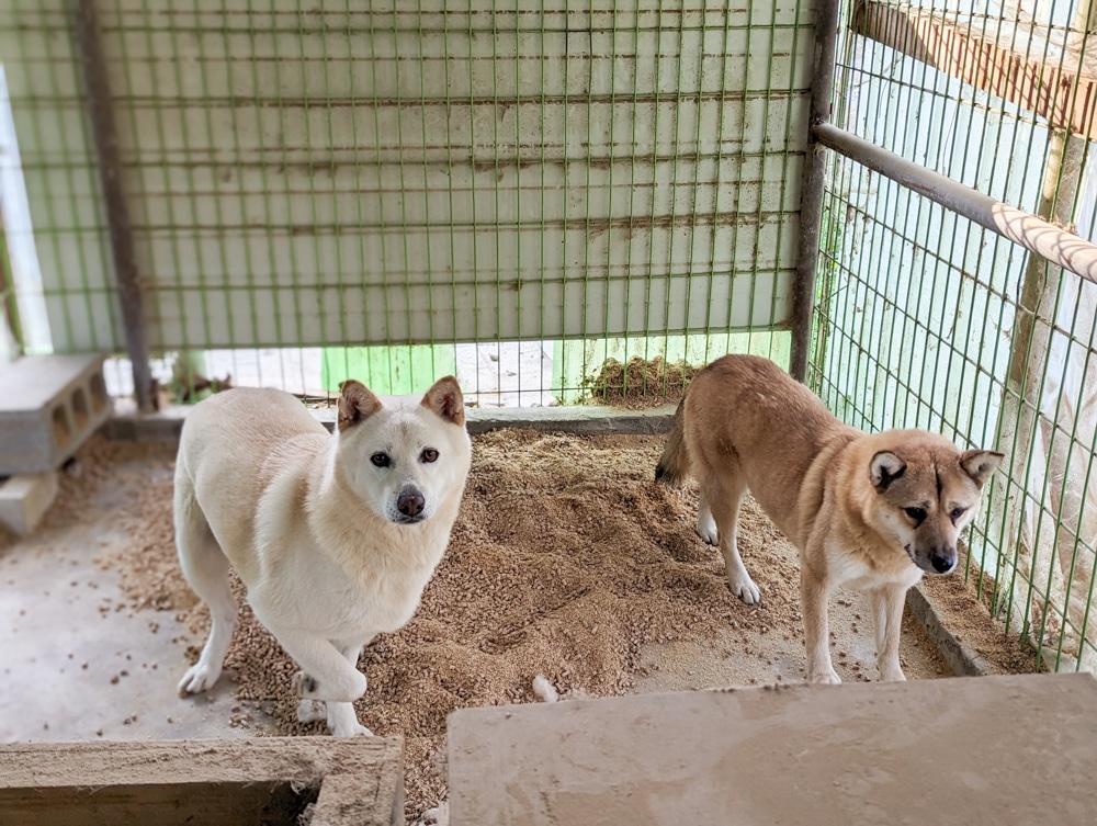 Dangjin Dog Farm Rescues