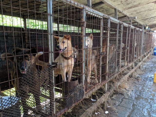 Dangjin Dog Meat Farm