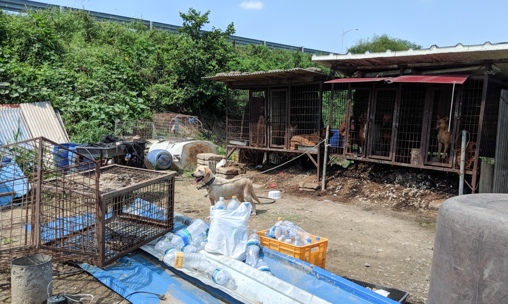 Dangjin dog meat farm in Korea
