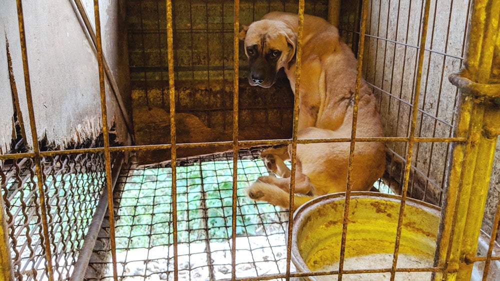 A frightened dog shivering in a dog meat farm in Dangjin, Korea.