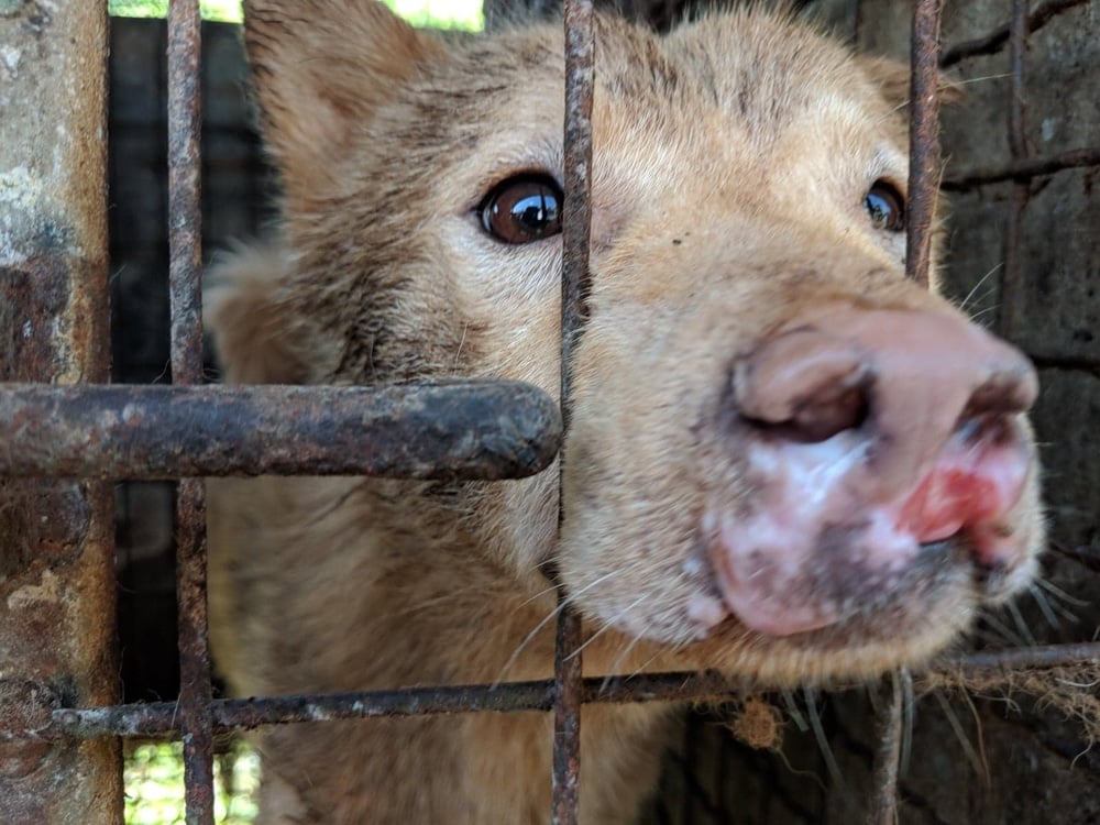 Dangjin dog meat farm shutdown -02