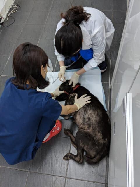 Dangjin Dog Meat Farm Shutdown 03