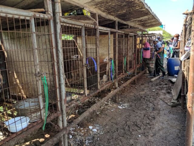 Dangjin Dog Meat Farm Shutdown 05