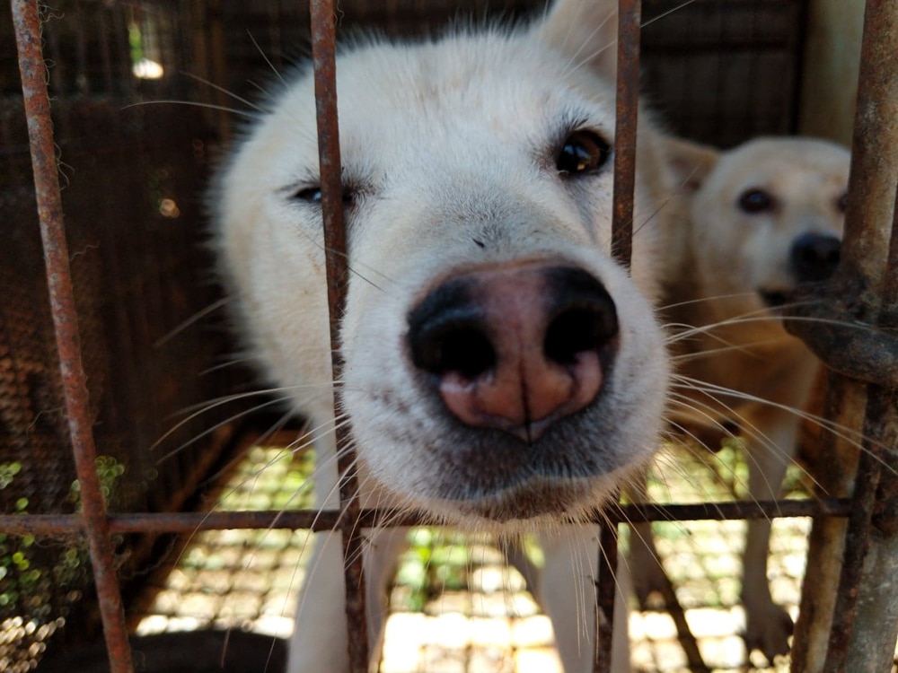 Dangjin dog meat farm shutdown -06