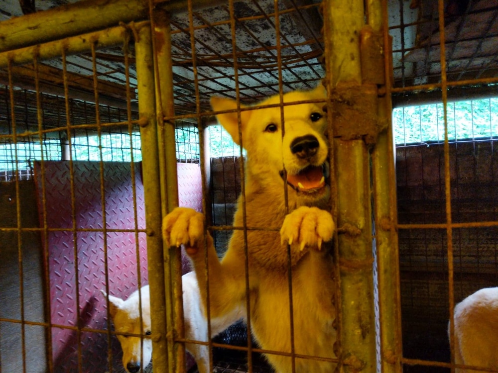 Dangjin dog meat farm shutdown -07