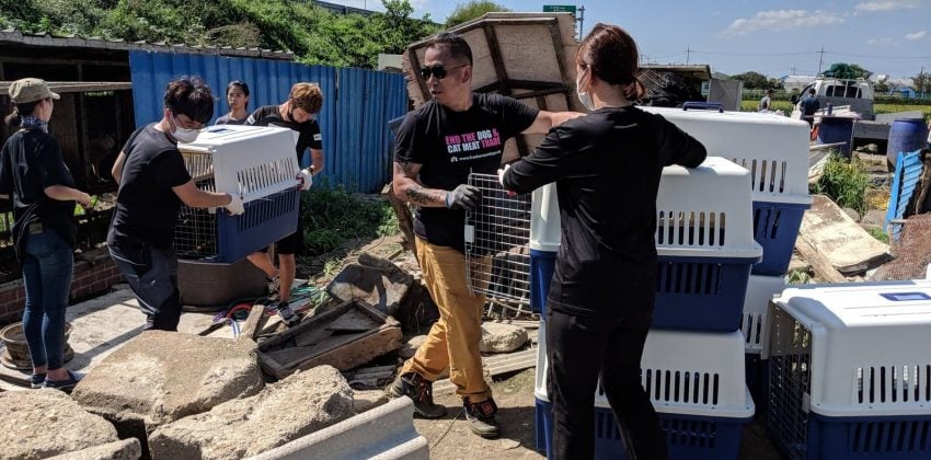 Dangjin Dog Meat Farm Shutdown: 83 Dogs Saved
