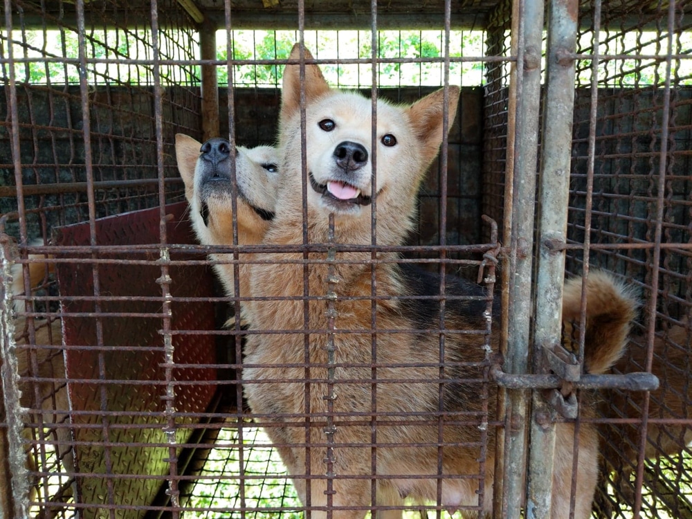 Dangjin dog meat farm shutdown -11