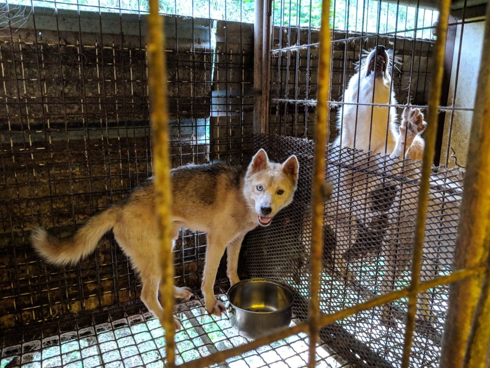 Dangjin dog meat farm shutdown -12