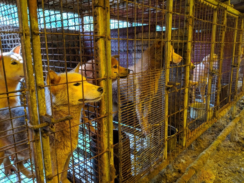 Dangjin dog meat farm shutdown -15