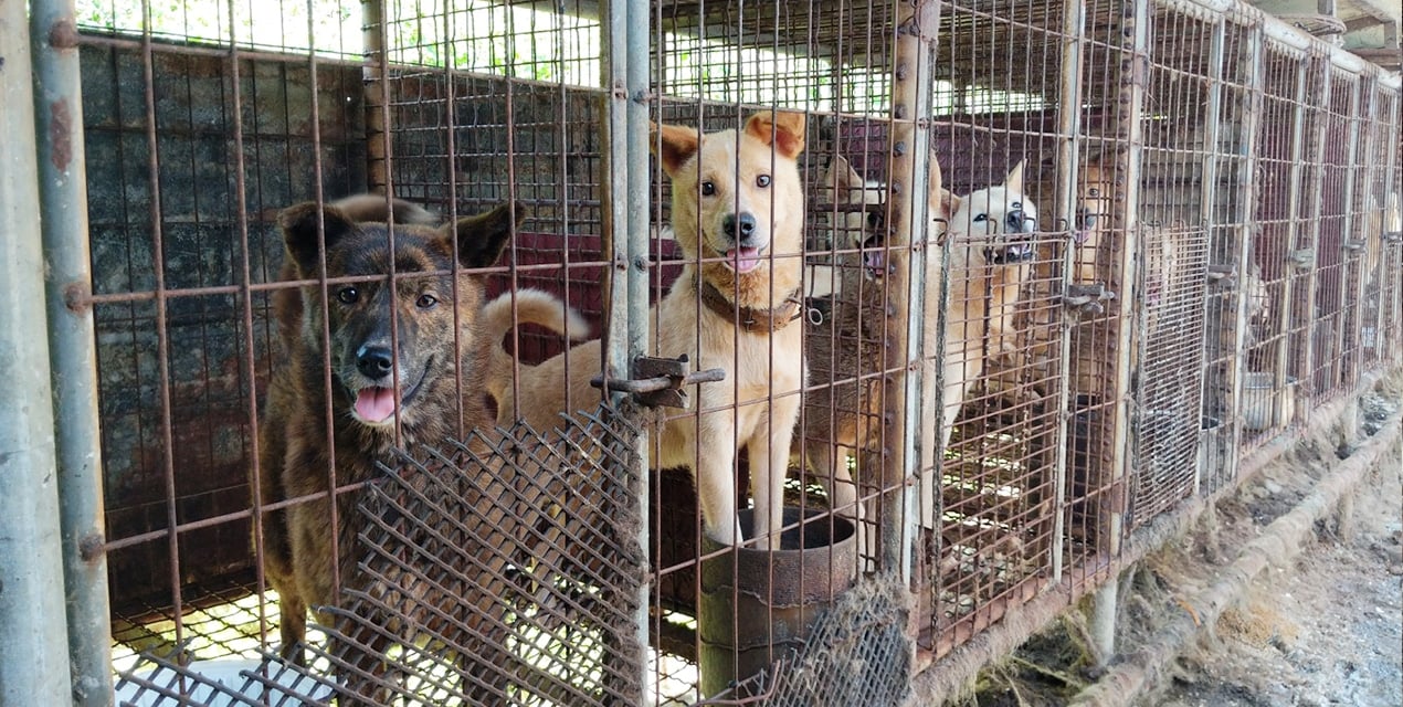 So, You Want to Shut Down a Dog Meat Farm?