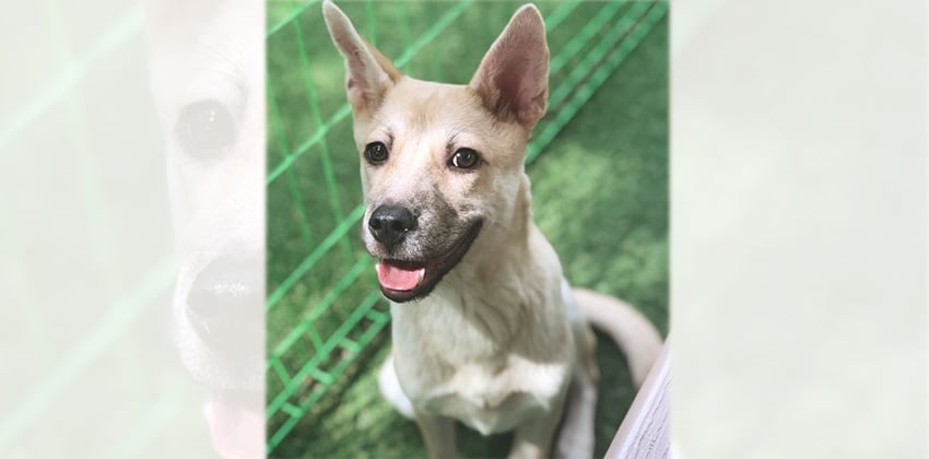 Daniella - cat friendly is a Medium Female Jindo mix Korean rescue dog