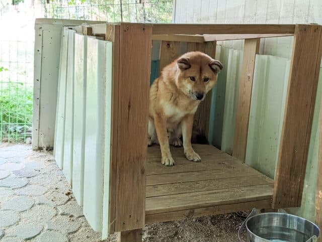 Danny From Dangjin Dog Farm