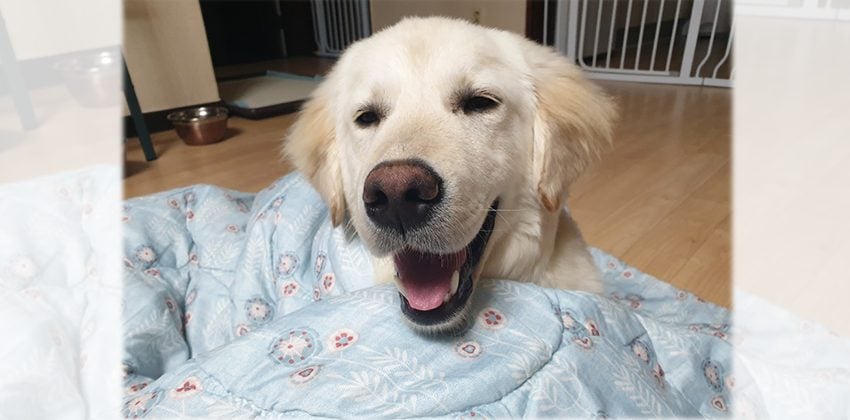 Danny is a Medium Male Retriever Korean rescue dog