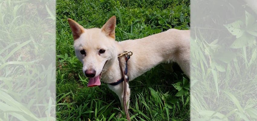 Dan-phoong is a Medium Male Jindo Mix Korean rescue dog