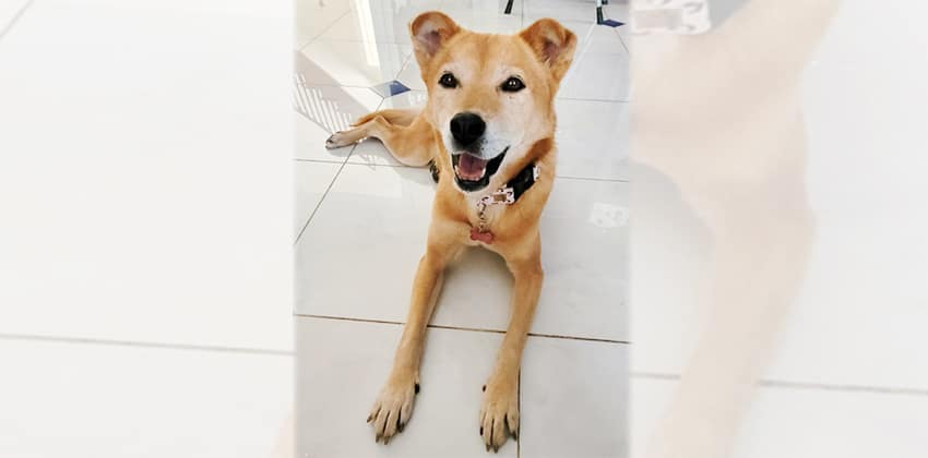 Danyi 2 is a Medium Female Shiba Inu mix Korean rescue dog