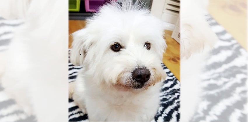 Danyi is a Small Female Maltese mix Korean rescue dog