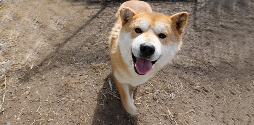 Daol is a Medium Male Shiba Inu mix Korean rescue dog