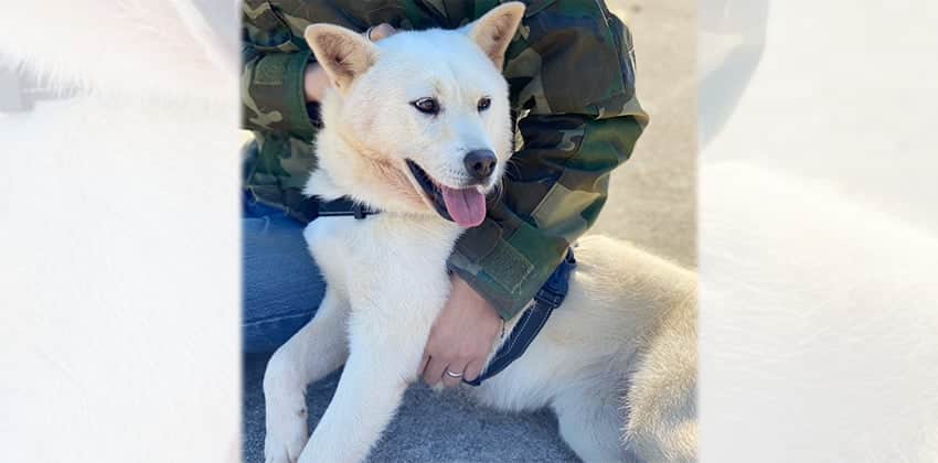 Dasol is a Medium Female Jindo Korean rescue dog